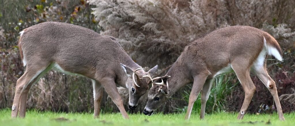 photos-show-deer-with-bulbous-jaw-growths-appearing-to-turn-purple-in-maine