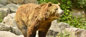 disabled-army-veteran-survives-violent-grizzly-attack