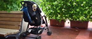 parents-arrested-after-police-found-drugs,-maggots-in-baby-stroller,-police-say