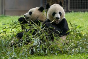 pandas-will-return-to-washington’s-national-zoo-–-washington-examiner
