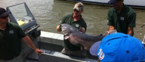 report:-man-catches-massive-fish-in-oklahoma,-breaking-record-in-process