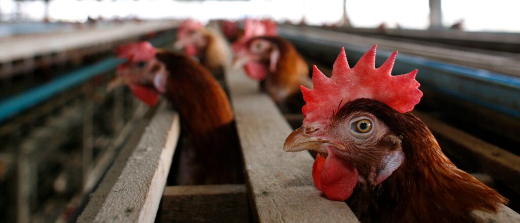 officials-to-kill-over-4,000,000-chickens-after-bird-flu-strikes-farm:-report