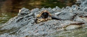 report:-authorities-find-human-remains-in-jaws-of-alligator-after-woman-goes-missing