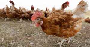 governor-signs-disaster-proclamation-as-officials-order-killing-of-4.2-million-chickens