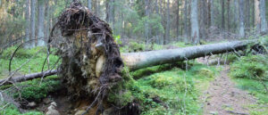 ‘this-was-just-totally-tragic-bad-luck’:-high-school-cheerleader-dies-from-fallen-tree