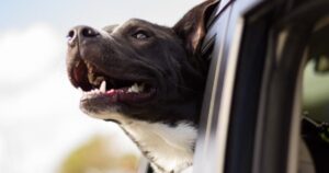 ruh-roh:-biden-regime-to-issue-major-border-security-crackdown-–-on-dogs!