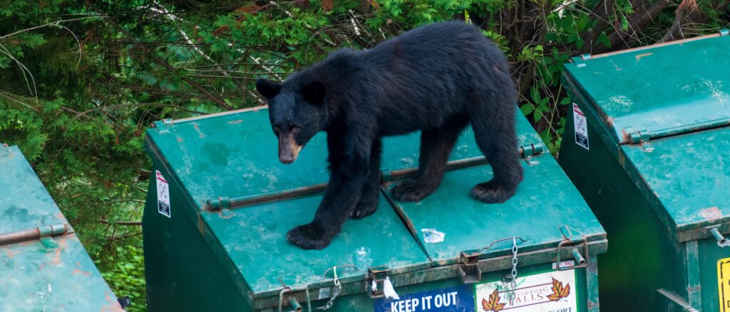 wild-video-shows-bear-chase-dog,-owner