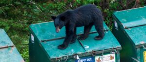 wild-video-shows-bear-chase-dog,-owner