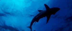man-survives-shark-attack-after-fighting-back:-report