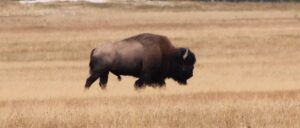 bison-gores-83-year-old-woman-at-yellowstone-national-park