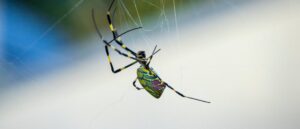 experts-sound-alarm-on-expected-invasion-of-massive-flying-venomous-spiders-in-northeast-region