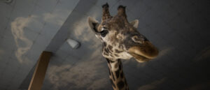 video-shows-giraffe-snatching-2-year-old-out-of-truck