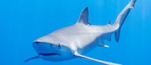 ‘i-started-punching-it’:-teen-girl-fights-off-shark-as-it-severs-body-part