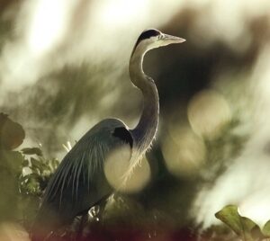 new-york-city-audubon-changes-name-over-namesake’s-slave-owning-history-–-washington-examiner