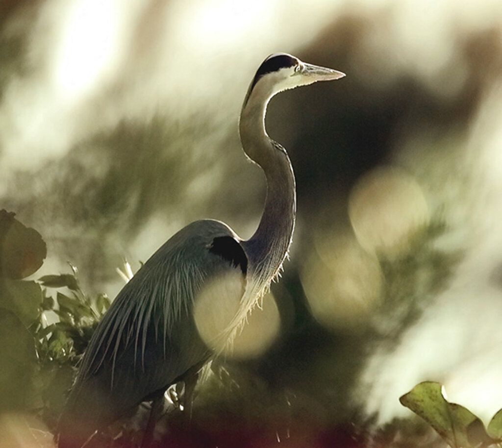 new-york-city-audubon-changes-name-over-namesake’s-slave-owning-history-–-washington-examiner