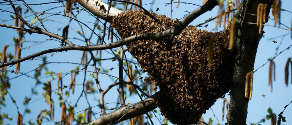 bee-invasion-at-nyc-subway-entry-causes-commuter-chaos-during-rush-hour