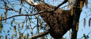 bee-invasion-at-nyc-subway-entry-causes-commuter-chaos-during-rush-hour