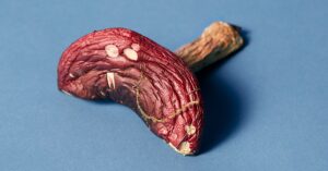 the-world’s-largest-fungus-collection-may-unlock-the-mysteries-of-carbon-capture