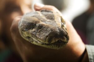 indonesian-woman-found-dead-inside-python-–-washington-examiner
