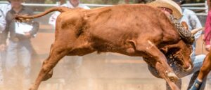 video-shows-rodeo-bull-jump-into-crowd,-injuring-spectators