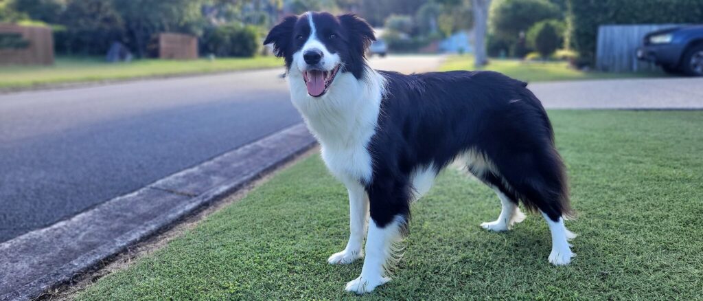 dog-runs-almost-4-miles-to-get-help-after-man-falls-off-embankment