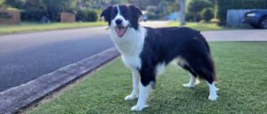 dog-runs-almost-4-miles-to-get-help-after-man-falls-off-embankment