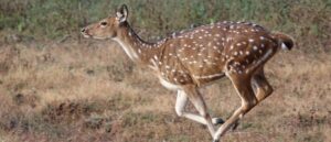 wild-video-shows-deer-jumping-through-bus-windshield