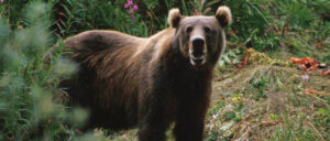 ‘he’s-not-paying-rent’:-bear-squats-in-crawl-space-under-family’s-home-for-over-a-week